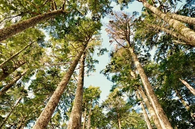 The Forest and the City