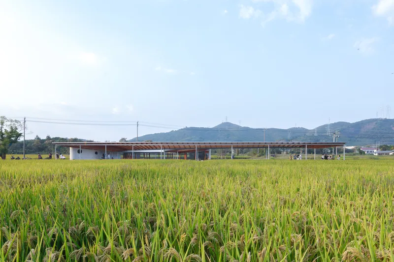 Long low pavilion with timber structure and continuous glazing set in harvested rice fields under cloudy sky