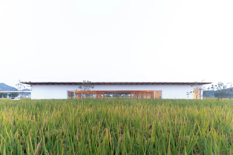 Single-story glazed pavilion with flat roof viewed through ripening golden rice stalks at dusk