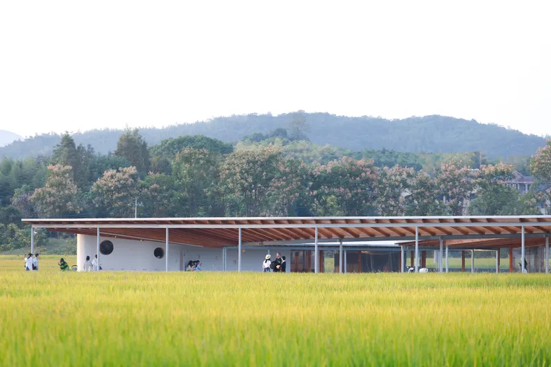 Long view of the low pavilion with a striped timber roof canopy set in a golden rice field