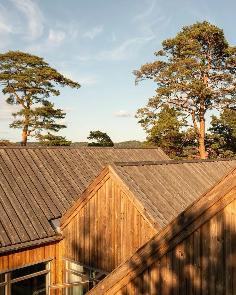 Overlapping timber-clad gable roofs at dusk with tall pines in the background
