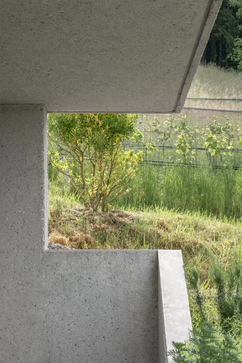 Concrete window frame opening onto a hillside meadow with a young tree and wire fence