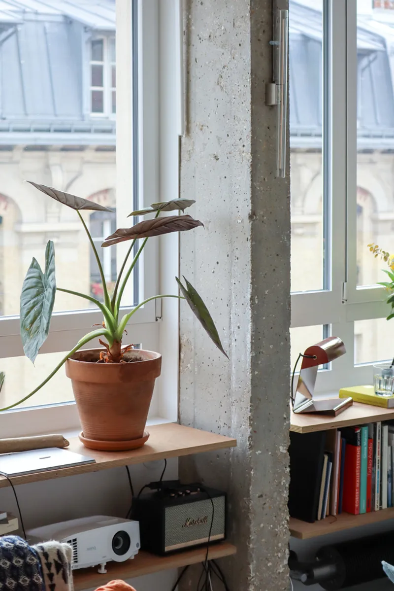 Exposed concrete column beside a window with potted plant on plywood shelving in daylight