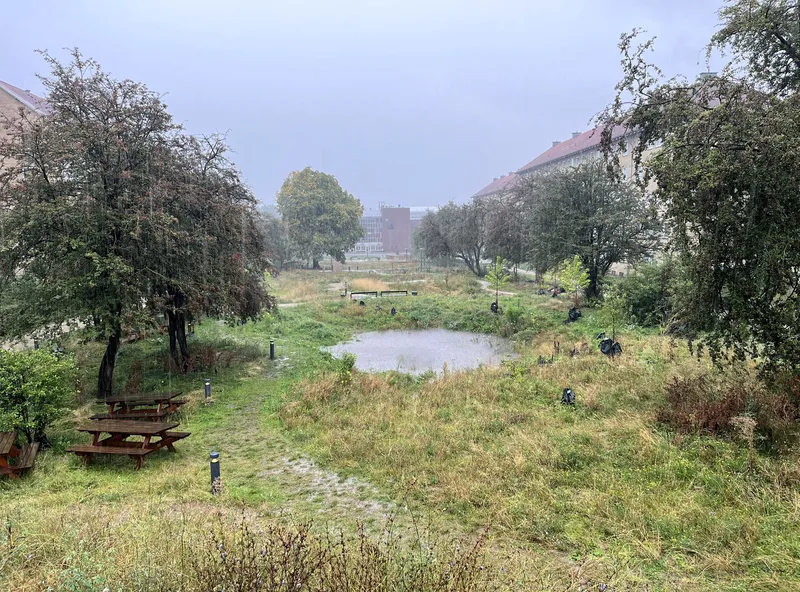 Central pond surrounded by grassy meadow and scattered trees under overcast sky