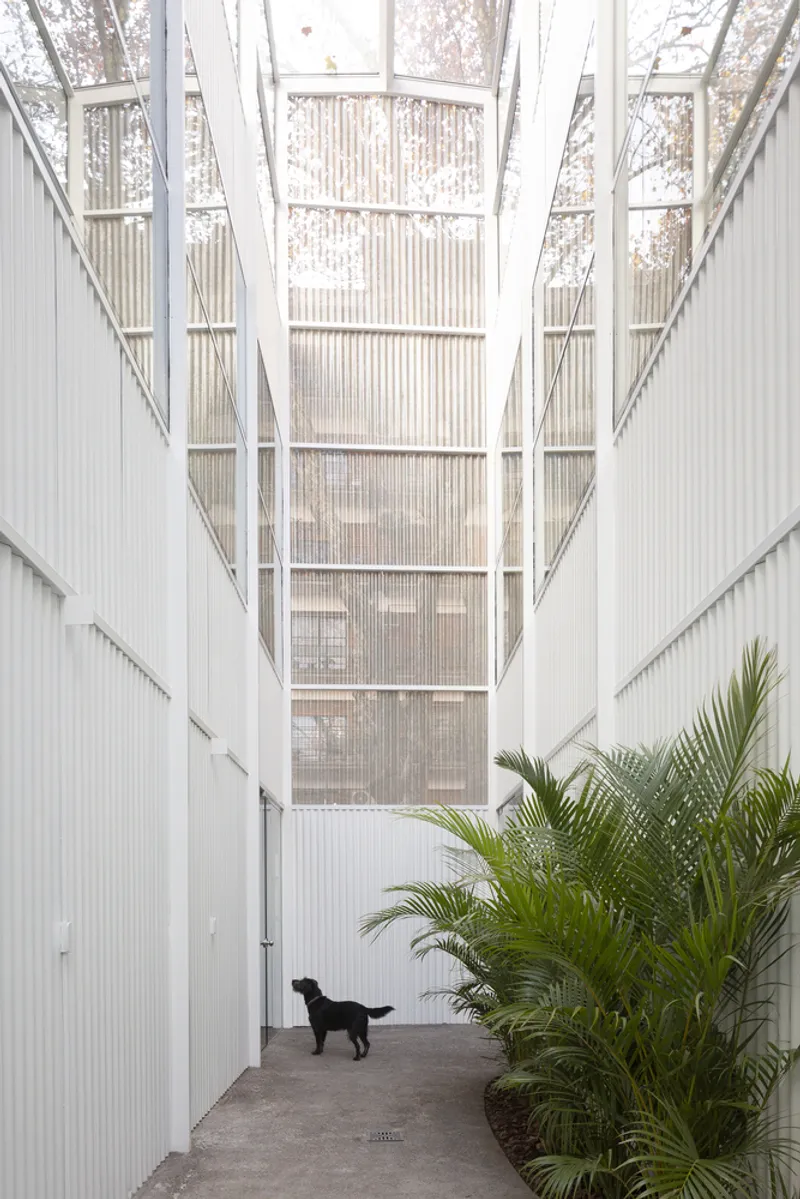 Interior courtyard with glazed skylight above white corrugated walls and palm plants flanking a dog