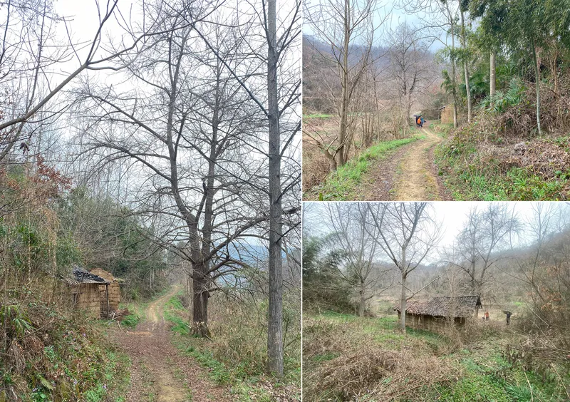 Three views of a dirt path winding through bare winter trees and past small rural structures