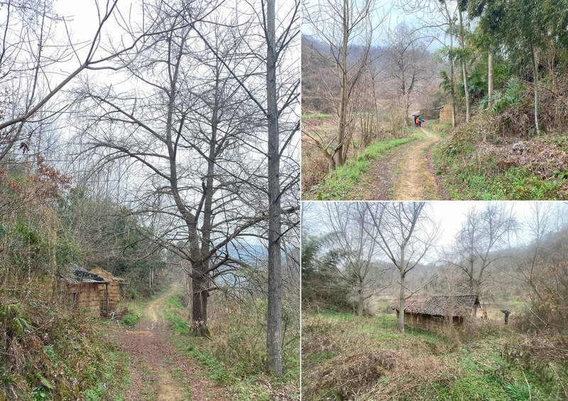 Three views of a dirt path winding through bare winter trees and past small rural structures