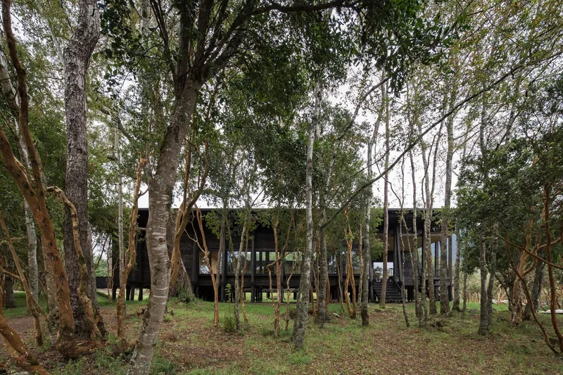 Exterior view of the raised timber pavilion seen through a grove of birch trees