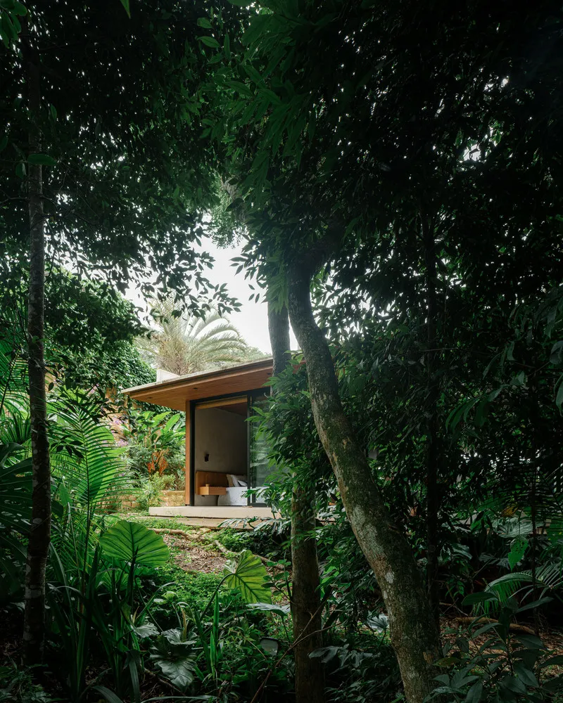 Glazed pavilion glimpsed through misty forest understory with ferns and palms