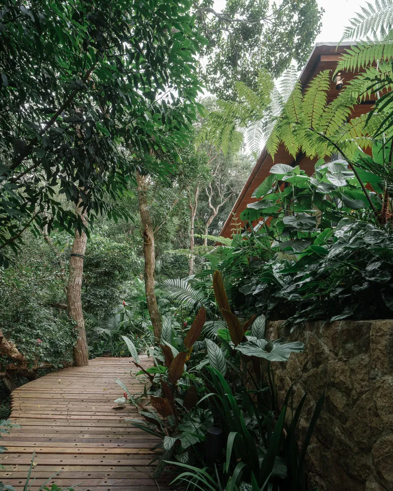 Timber boardwalk curving through planted beds with ferns and palms beside an exposed concrete retaining wall