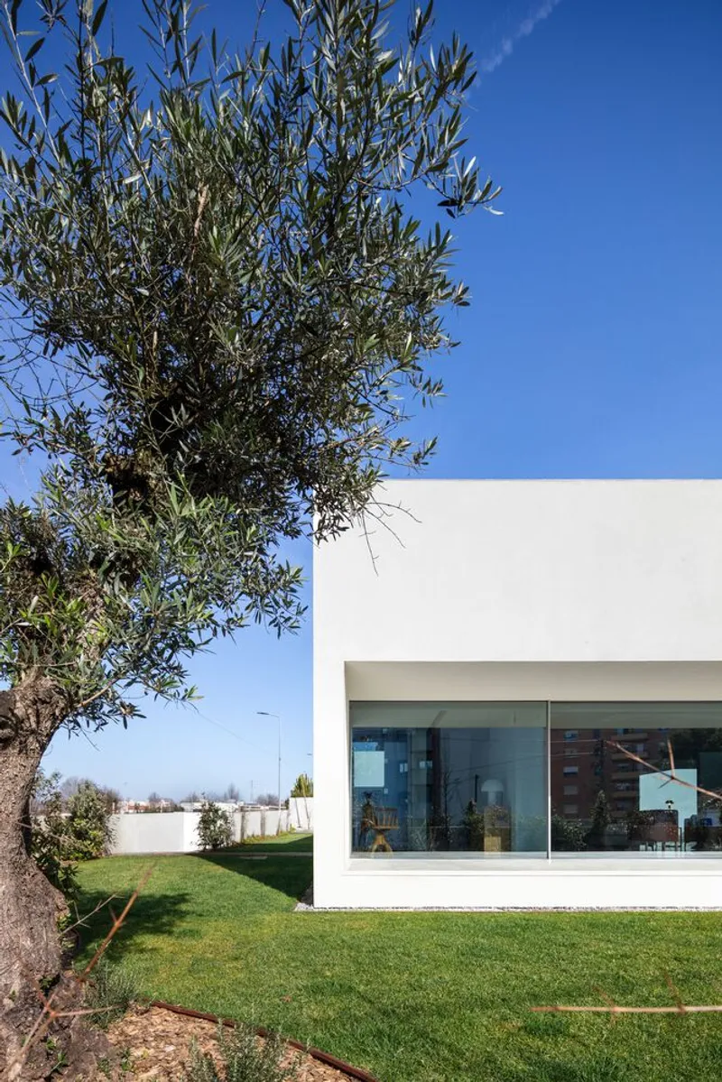 White rendered volume with floor-to-ceiling glazing beside an olive tree in green lawn