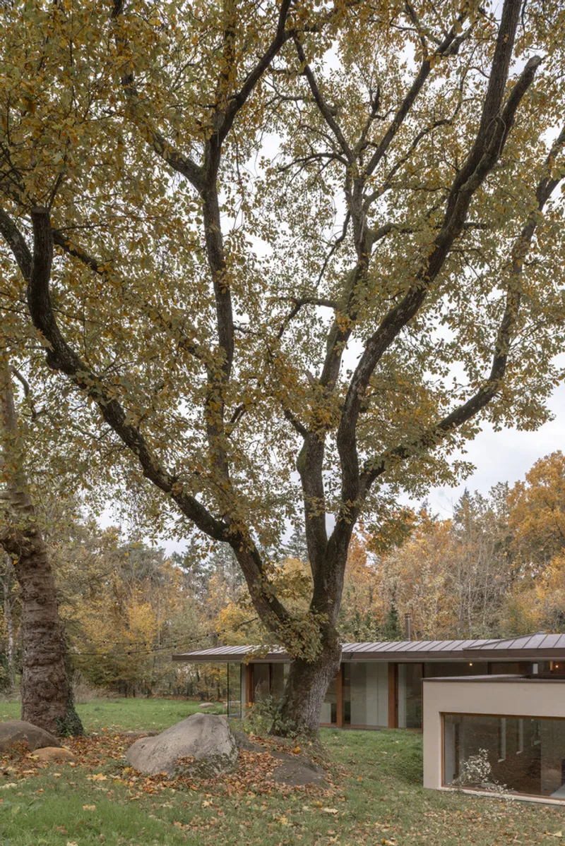 View through mature oak trees toward low-pitched metal roof nestled among boulders and fallen leaves