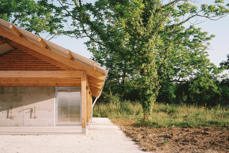 Angled timber roof overhang meeting concrete wall beside a mature tree in summer