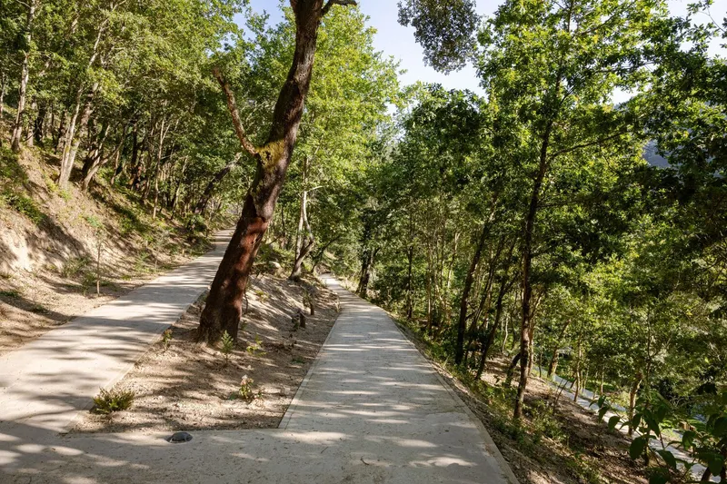 Concrete walkway descending through oak trees with dappled shadows on a hillside