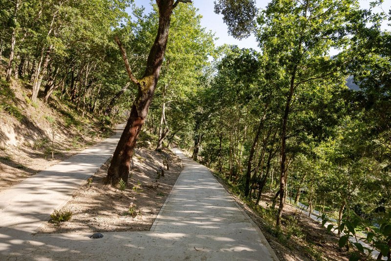 Concrete walkway descending through oak trees with dappled shadows on a hillside