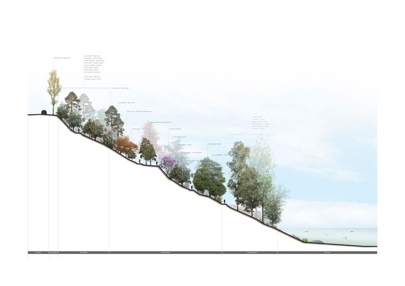 Section drawing showing native trees descending a slope toward the ocean horizon