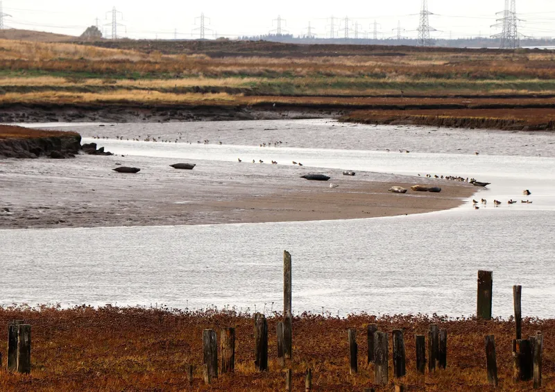 Tidal estuary with birds on mudflats and transmission towers crossing the horizon line