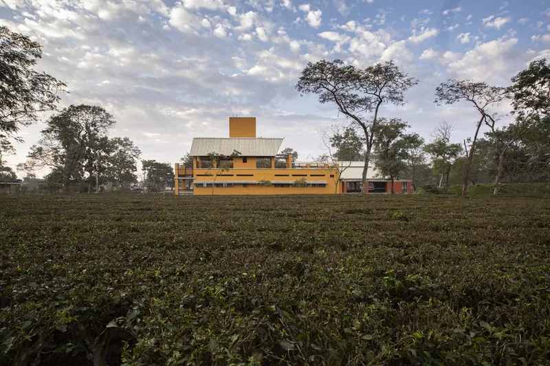 Long view across a tea plantation with the yellow facade and corrugated roof visible among scattered trees