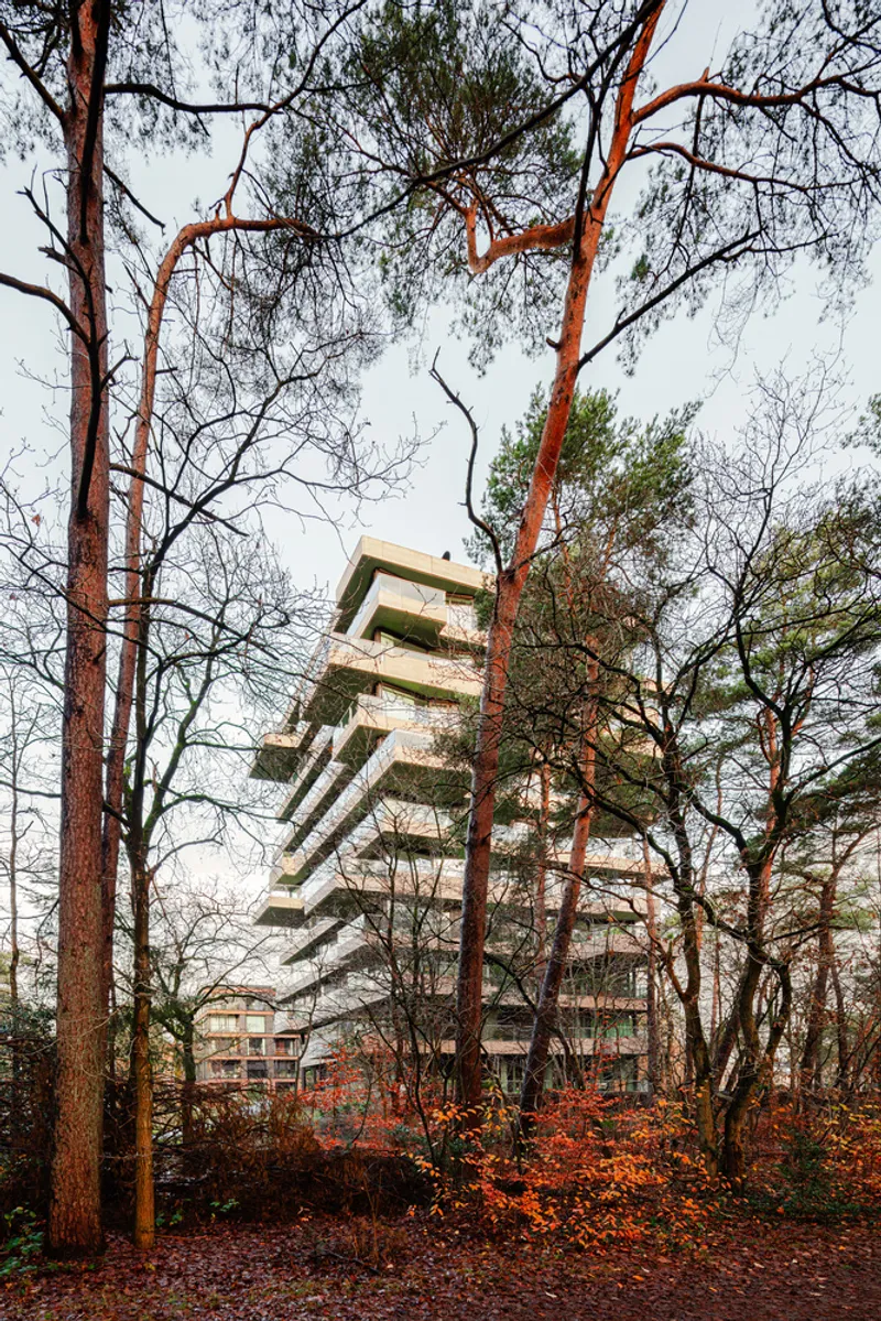 Cantilevered balconies visible through bare pine trunks and autumn undergrowth in late afternoon