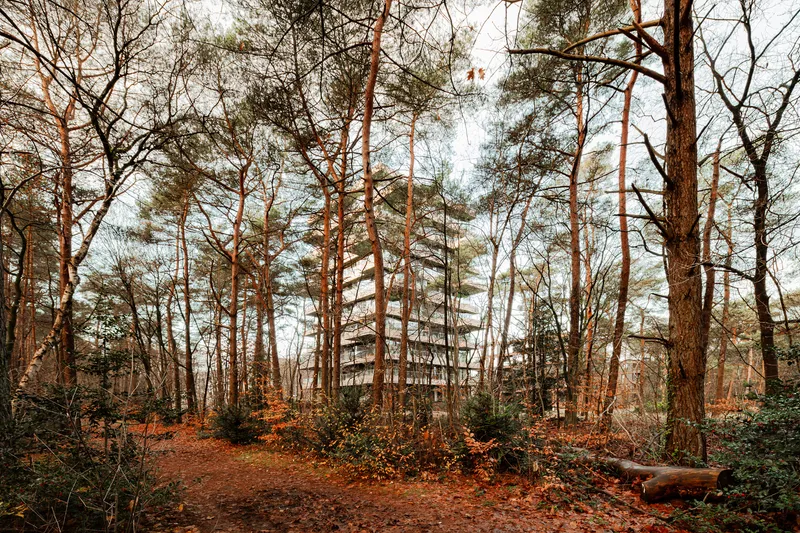 Distant view of the tower through tall pine tree trunks with fallen leaves covering the forest floor