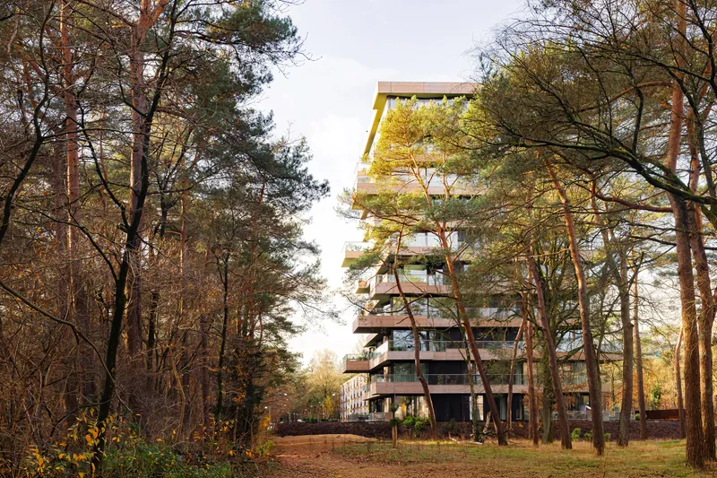 Tower rising above a clearing in the forest during golden hour with bare and evergreen trees