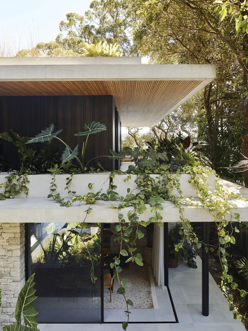 Upper level terrace with concrete parapet draped in trailing vines beneath timber slat ceiling