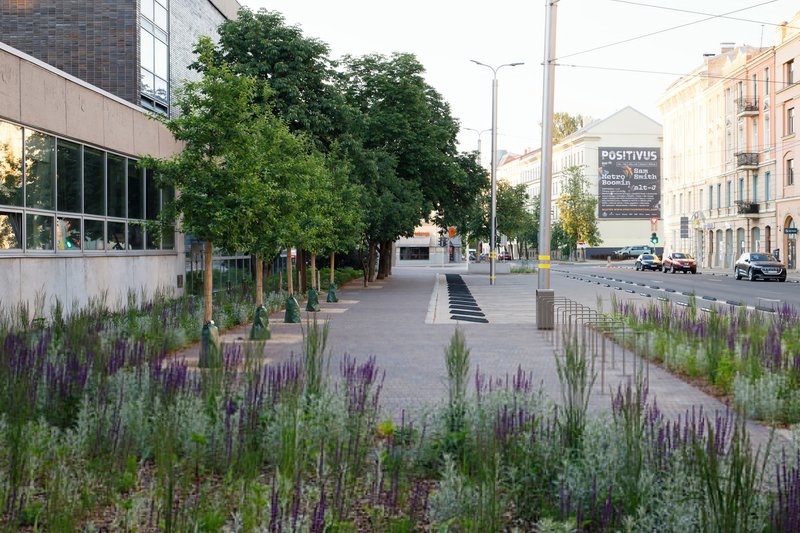 Planted beds of flowering purple salvia along the paved plaza at dusk