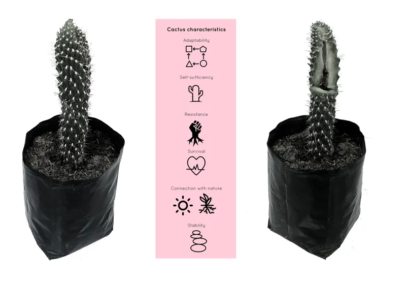 Two potted cacti in black fabric planters flanking a pink diagram listing plant characteristics