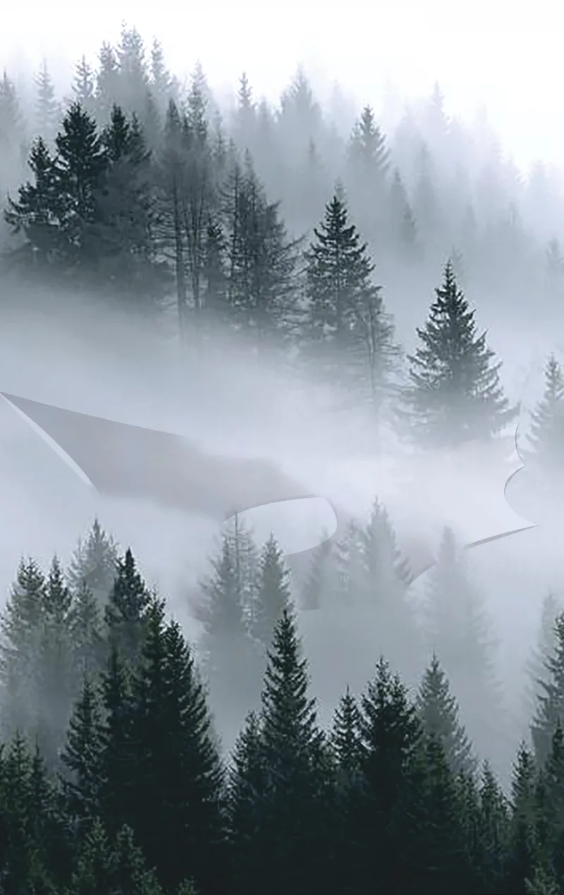Aerial view of curved white roof emerging from dense coniferous forest in thick fog