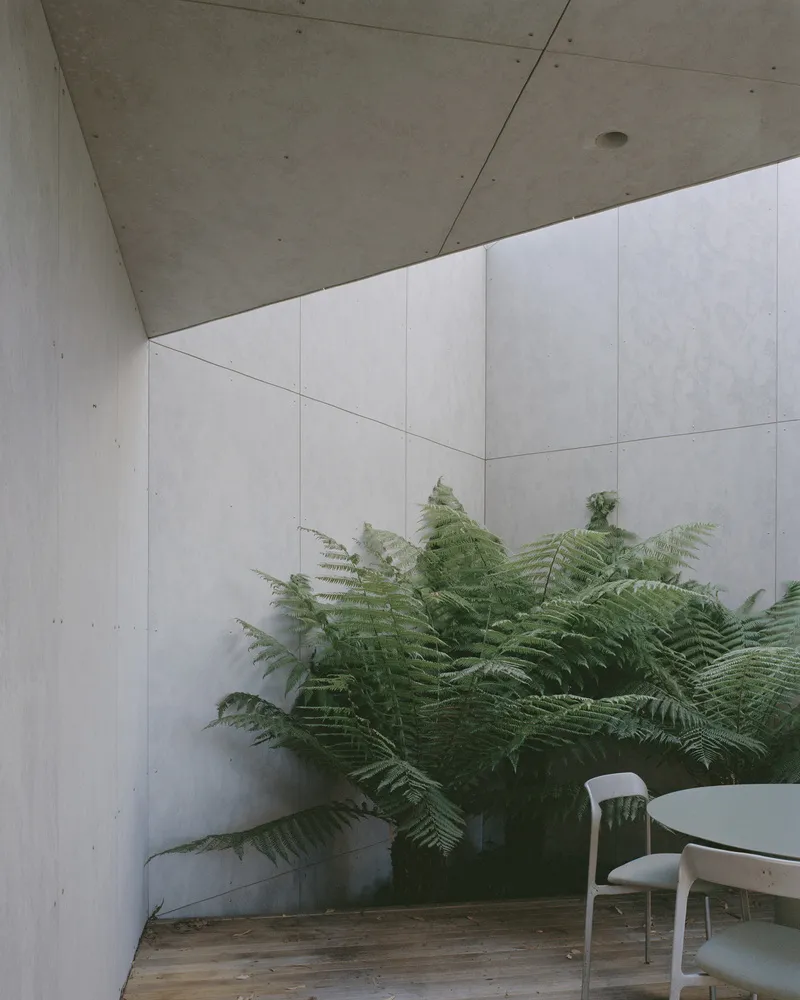 Concrete courtyard corner with large ferns growing against board-formed walls and ceiling