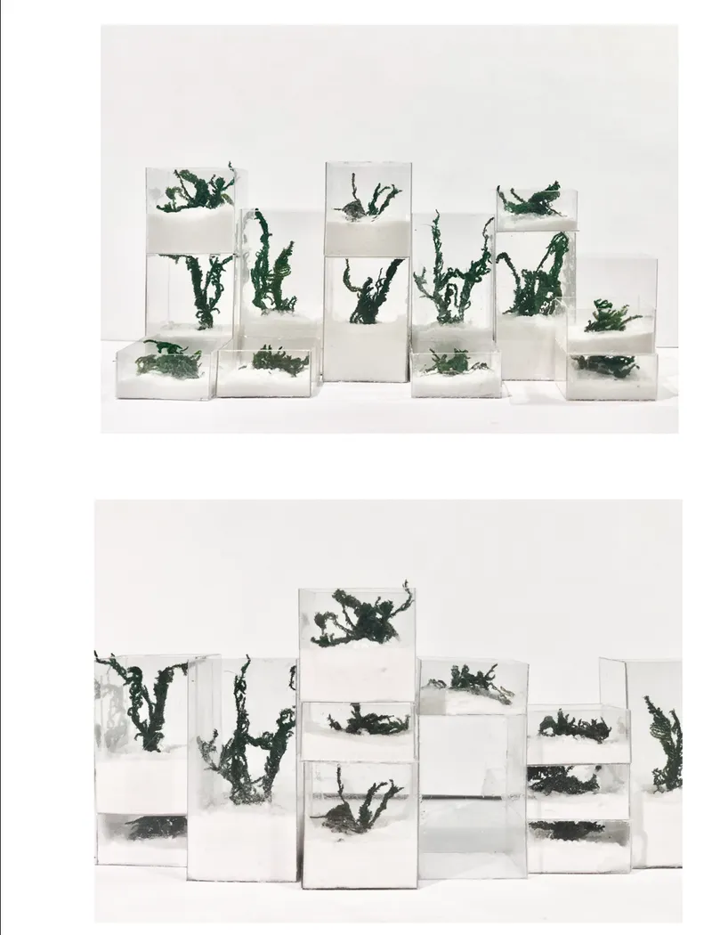 Physical model with clear acrylic blocks containing preserved plant specimens arranged in staggered horizontal layers