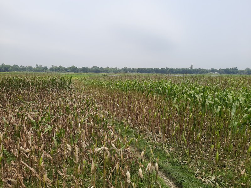 Site Condition