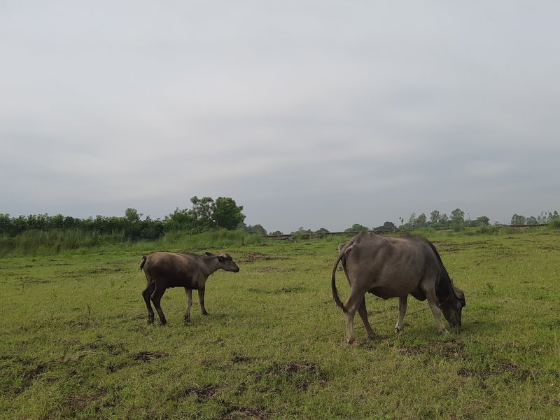 Site Condition