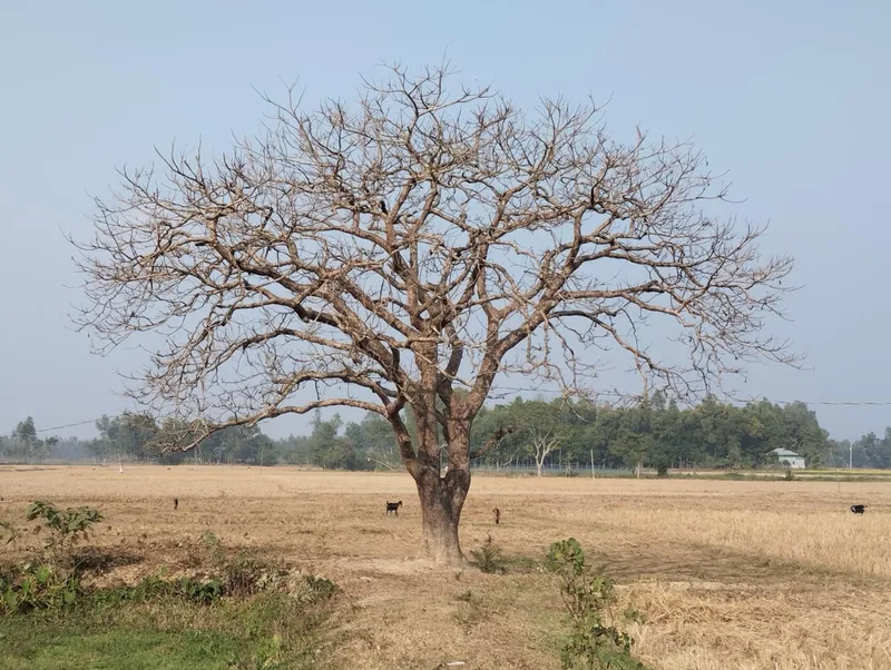 Holy Tree (Jica)