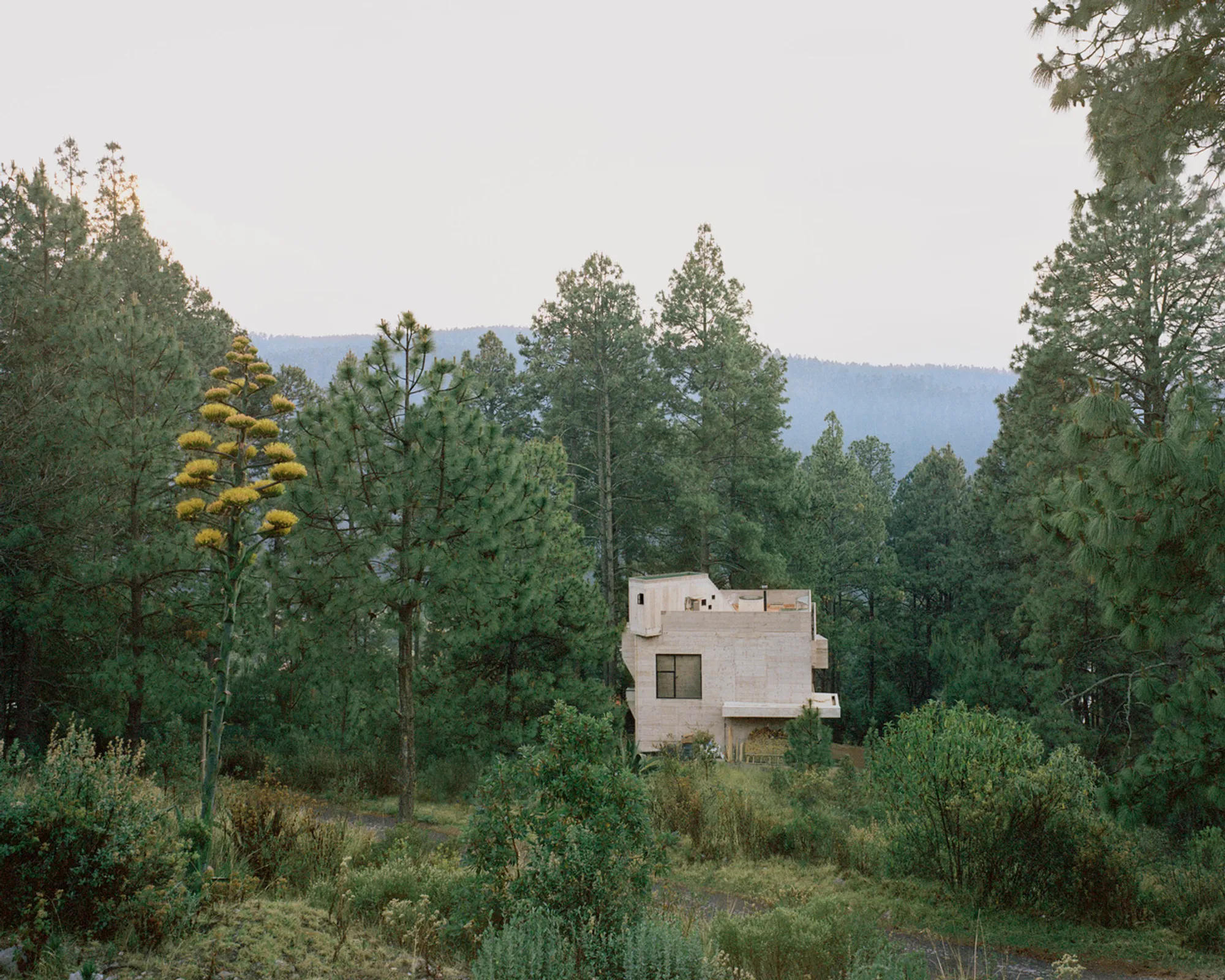 Alférez House by Ludwig Godefroy Architecture – A Forest Cabin Meets Concrete Brutalism