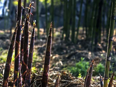 Infinite Bamboo