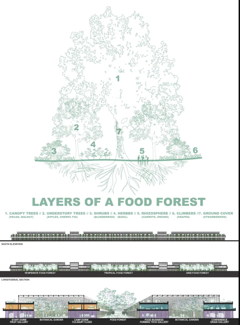 Diagram and section drawings illustrating the ecological layers of a food forest from canopy to ground cover
