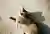 Cat Alley: Rethinking Urban Design Through Street-Level Public Space Revitalization