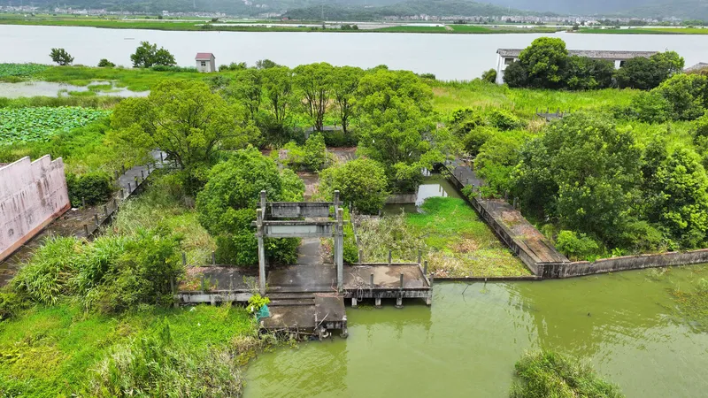 Drone view of an overgrown water gate structure surrounded by wetland vegetation and green water