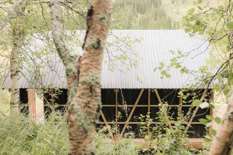 Diagonal timber bracing and corrugated roof viewed through birch tree trunks