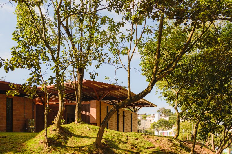 Sloped grass lawn with planted trees rising toward the timber pergola roof in afternoon light