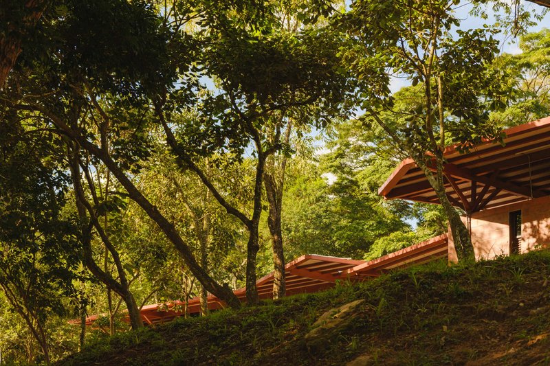 Stepped rooflines with exposed timber rafters descending through dense canopy on a sloped site