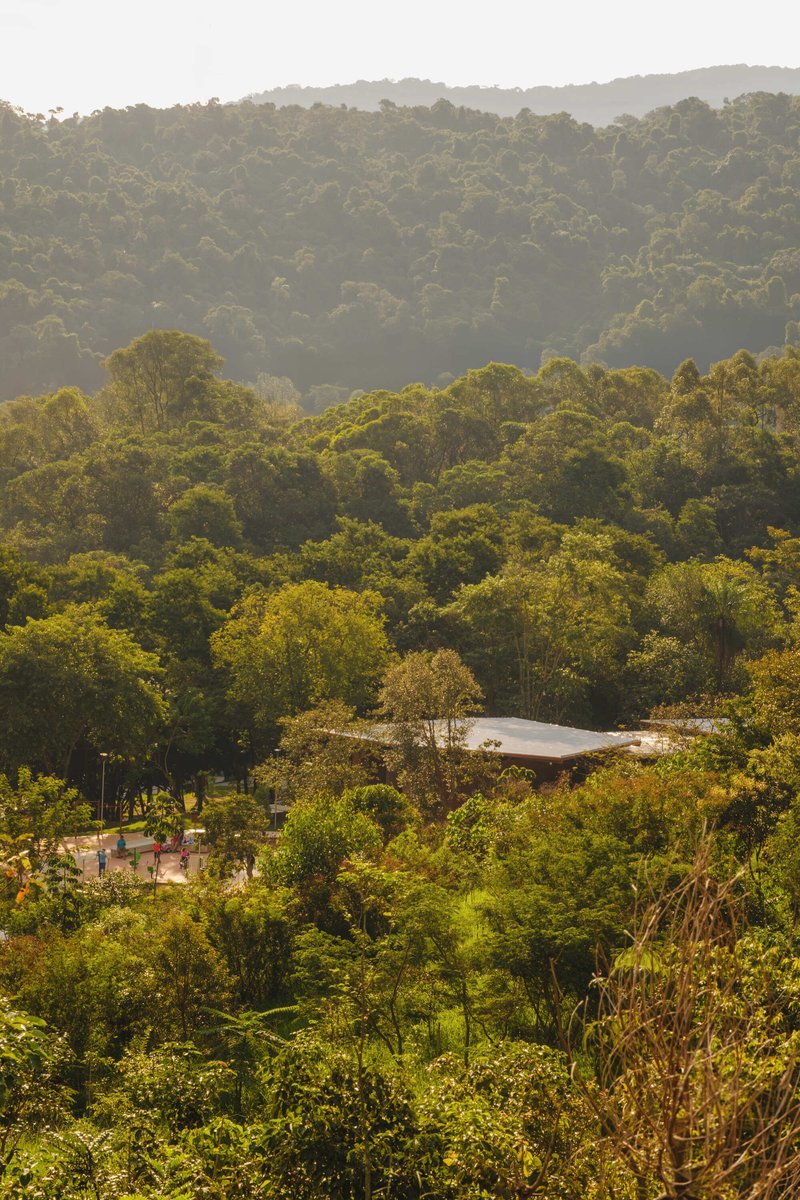 Distant view of a flat roof emerging from forested valley in late afternoon light