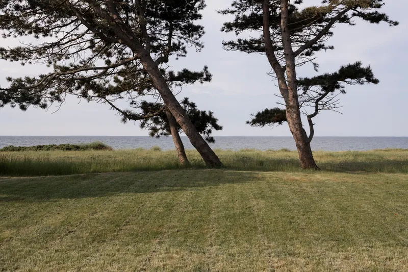 Two windswept pines in a coastal meadow with calm water visible beyond the grasses