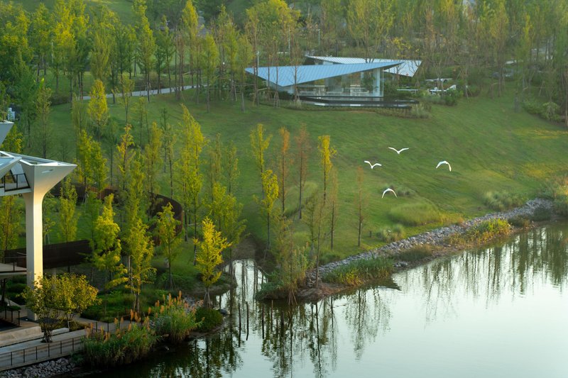 View across the pond showing sloped lawn with young trees and birds in flight at golden hour
