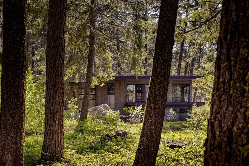 Distant view of the residence with flat roof seen through foreground pine trunks in afternoon light