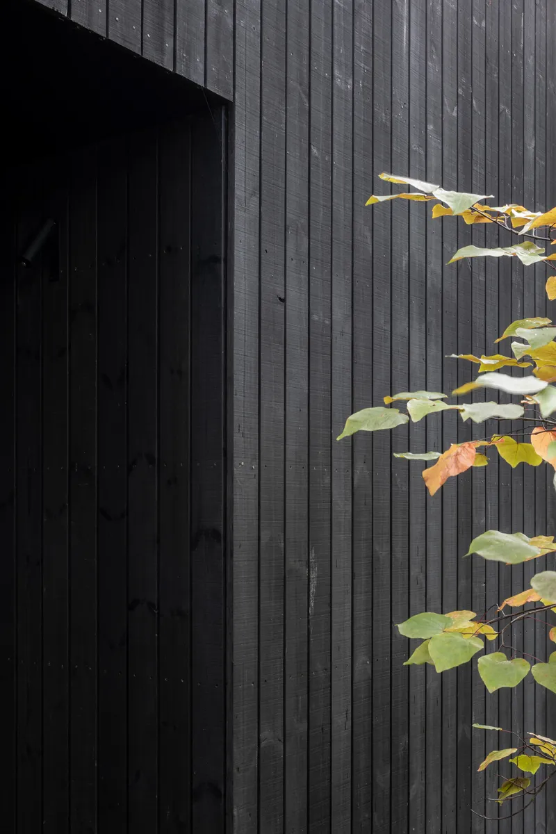 Detail of charred timber cladding with autumn vine leaves creeping across the corner