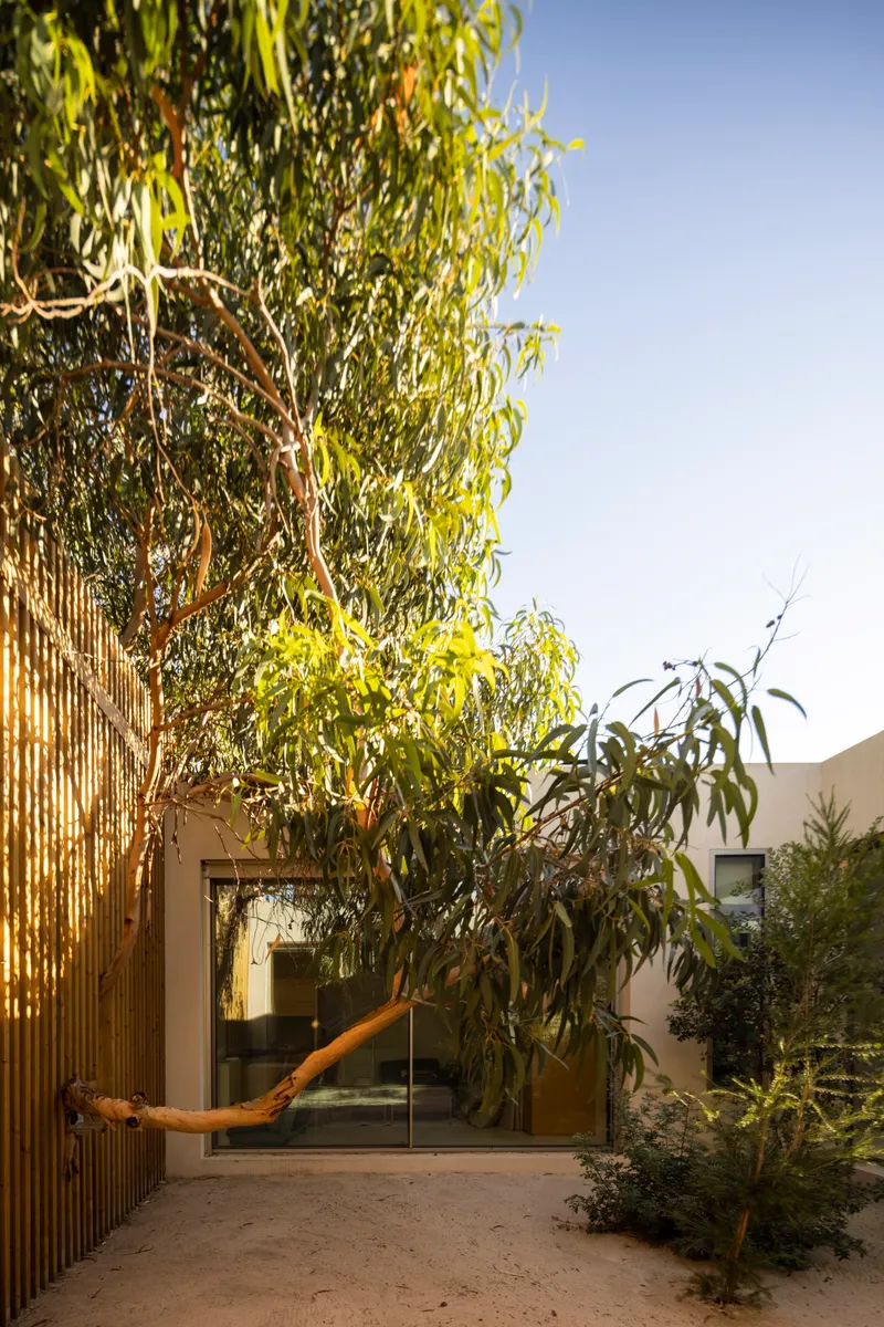Courtyard entry with vertical timber screen and glass door framed by overhanging trees in afternoon light