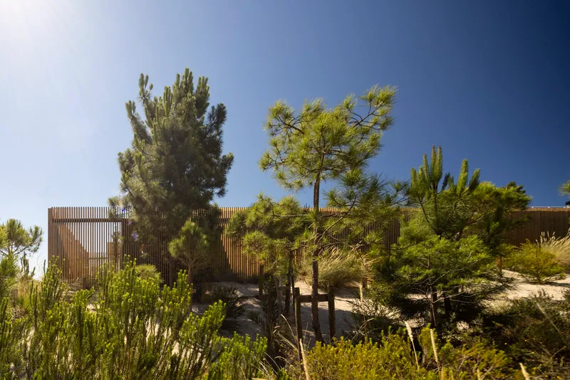 Exterior view of vertical timber cladding behind pines and planted dunes under clear sky