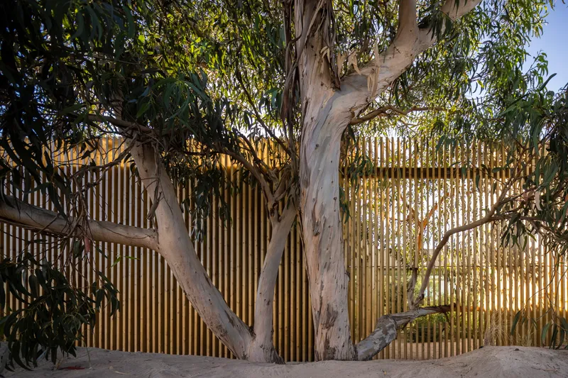 Vertical timber slat screen backlit by warm afternoon light behind an existing eucalyptus tree